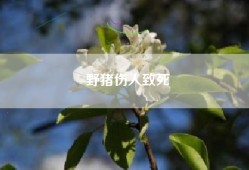 野猪伤人致死